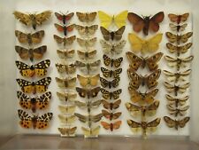 british butterflies for sale  WIGTON