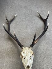 Red deer stag for sale  ISLE OF MULL
