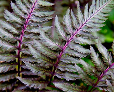 Lady fern regal for sale  Lynnwood