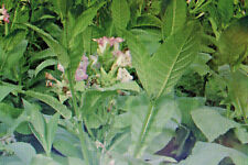 10 Seme Tabacco, Nicotiana Rustica #599 comprar usado  Enviando para Brazil