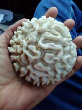 Dried brain coral for sale  Success