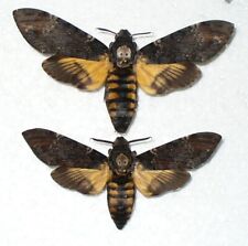 Acherontia atropos - Death's-head Hawk-moth – pair - black form, used for sale  Shipping to South Africa