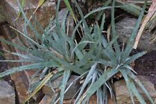 Used, Hechtia conzattiana - Oaxacan hechtia - 10+ seeds - Graines - Samen - W 153 for sale  Shipping to South Africa