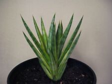 Sansevieria francisii gold for sale  Valley Center