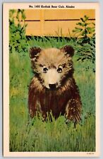 Kodiak bear cub for sale  Sparta