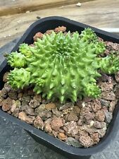 Euphorbia suzanne for sale  Tucson