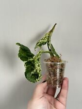 Rare syngonium mojito for sale  LONDON