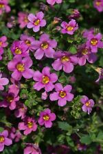 Flower bacopa pinktopia for sale  WREXHAM