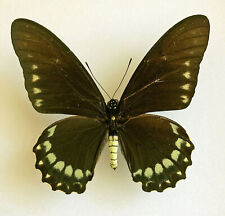 Papilionidae BATTUS ERACON******male Nr. 2*****Mexico(papered) for sale  Shipping to South Africa