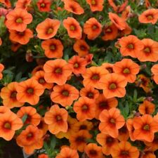 Calibrachoa plug plants for sale  LONDON