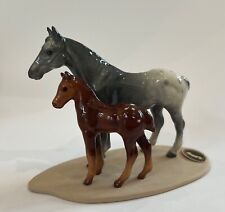 Appaloosa horse colt for sale  San Antonio