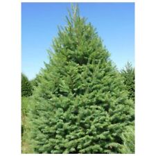 Coastal douglas fir for sale  Lebanon