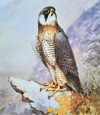 Peregrine falcon sat for sale  NELSON