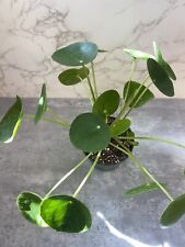 Pilea peperomioides fully for sale  Charlotte