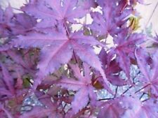 Used, Purple Ghost Japanese Maple Bonsai Tree Seeds - Acer Palmatum - 20 Seeds for sale  Shipping to South Africa