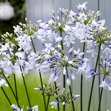 Agapanthus fireworks 9cm for sale  PETERBOROUGH