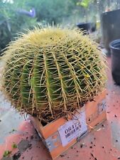 Golden barrel cactus for sale  Claremont