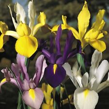 Iris dutch mixed for sale  IPSWICH