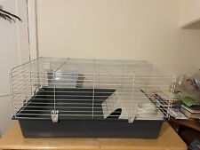 Indoor guinea pig for sale  PETERSFIELD