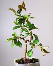 Chaenomeles japonica flowering usato  Merate