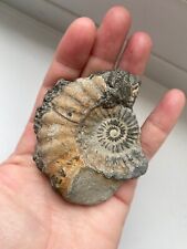 Partial ammonite fossil for sale  PORT TALBOT
