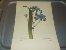 Redoute botanical prints for sale  Mayer