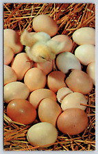 Nest chicken eggs for sale  Richmond