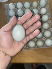 araucana gallina uova usato  Siena