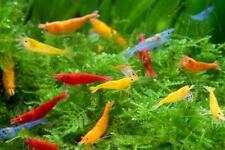 Assorted shrimp tropical for sale  BOLTON