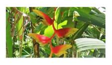 10x heliconia platystachys gebraucht kaufen  Pfullingen