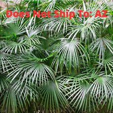 Needle palm tree for sale  Fort Mill