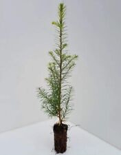 Douglas fir pseudotsuga for sale  FRASERBURGH