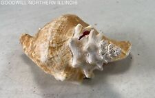 Conch shell seashell for sale  Rockford