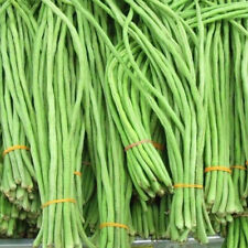 Yard Long Bean Seeds | USA Asparagus Green Asian Seed (Đậu Đũa Ngọt), used for sale  Shipping to South Africa