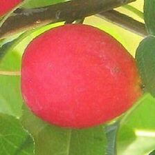 Dolgo crabapple apple for sale  Nevada