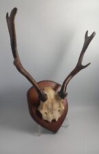 Mounted deer skull for sale  SWANSEA