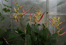 Usado, Heliconia psittacorum --- tijeras de langosta --- planta floreciente (270704) segunda mano  Embacar hacia Spain