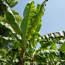 Musa basjoo (Japanese banana) plant 30cm tall for sale  PETERBOROUGH