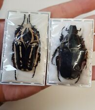 Mecynorhina Ugandensis A1-  Blue Pair Of  Beetles Uganda Entomology NICE for sale  Shipping to South Africa