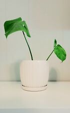 Philodendron monstera delicios for sale  Milford