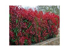 100 photinia red for sale  NEWTOWNARDS