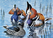 .mandarin ducks pond.. for sale  NELSON