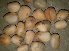 Macrozamia moorei, 10 fresh seeds, used for sale  Shipping to South Africa