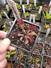 venus fly trap for sale  LONDON