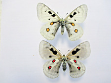 Used, Entomologie Papilionidae Parnassius Wiskotti Pseudo-Fox Couple for sale  Shipping to South Africa