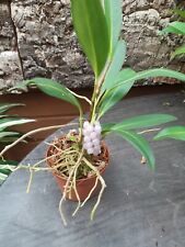 Terrarienpflanze anthurium sca gebraucht kaufen  Lichtentanne