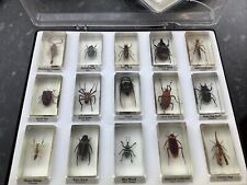 Insects bugs resin for sale  GRIMSBY