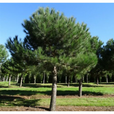 Pino da pinoli domestico "Pinus pinea" pianta in vaso da 2 litri h. 100/120 cm usato  Valmacca