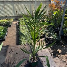 palms canary date for sale  Norco