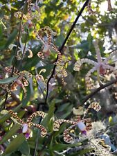 Scorpion vanda orchid for sale  USA